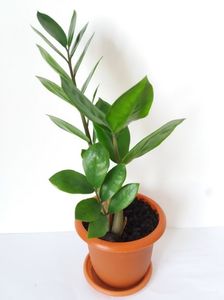 Zamioculcas