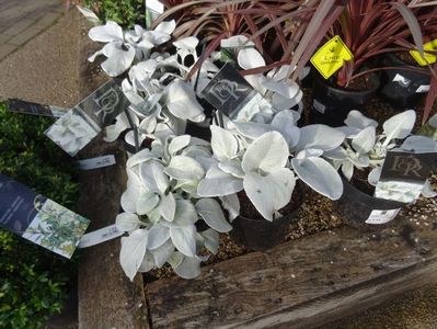 senecio Angel Wings