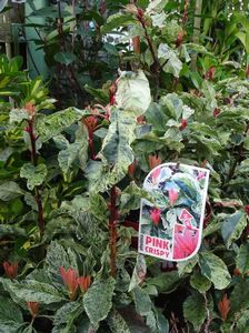 Photinia Pink Crispy