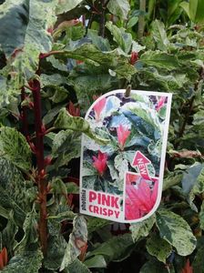 Photinia Pink Crispy 1