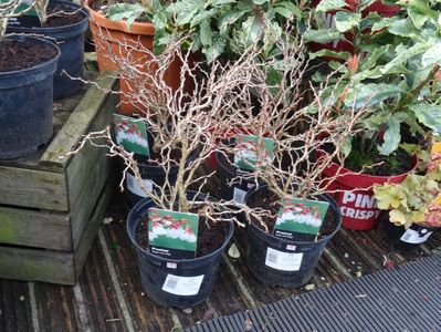 Prunus Kojo no mai