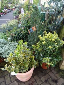 Euonymus si Osmanthus
