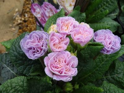 primula Belarina Pink Ice