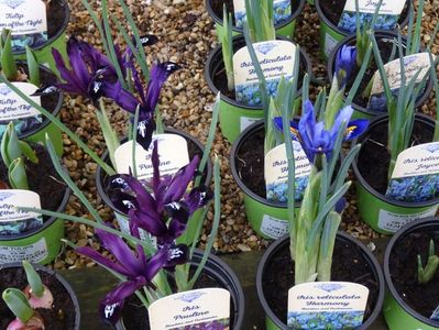 Iris reticulata