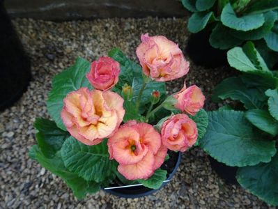 primula dubla