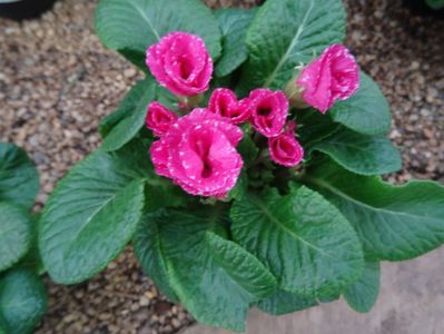 primula dubla1