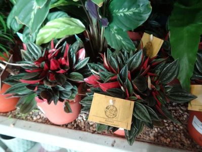 Peperomia caperata Rosso