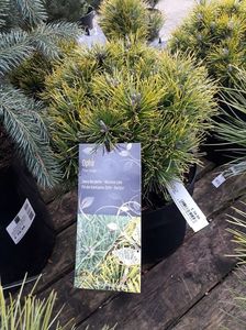 Pinus mugo Ophir