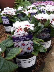 Primula Antique Silver Shadow