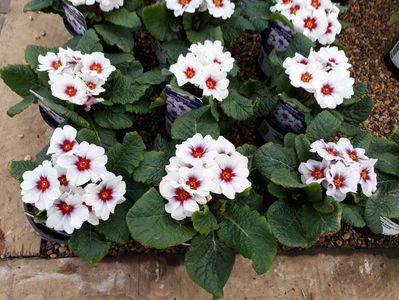 Primula Antique Silver Shadow 1