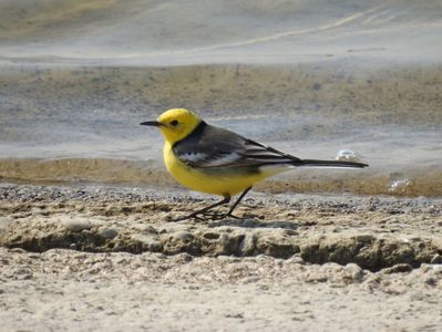 Codobatură cu cap galben (Motacilla citreola)