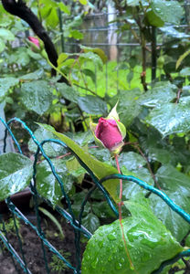 valynedelcu@yahoo.com rose.0014; Blue Queen ... anul 3 ... 07.05.2019
