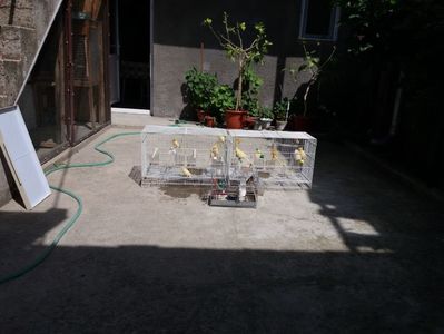 pasarile la baita; masculi, femele, pui si sticlete

