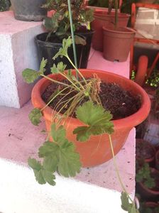 IMG-20190509-WA0084