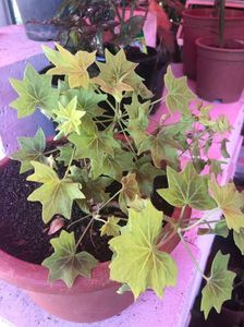 IMG-20190509-WA0088