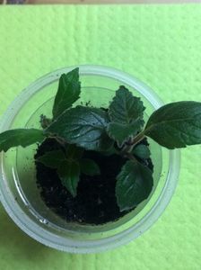 10.05.2019 după 5 săpt.; H. Plantat in 27.03.2019
Am rupt un rizom in 3 ;)
