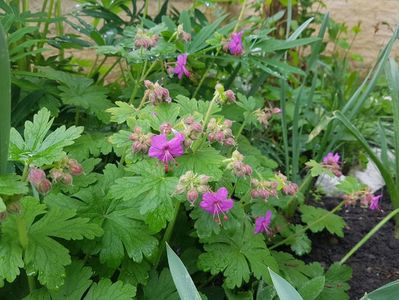 Geranium