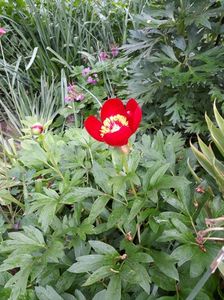 Bujor românesc de pădure-paeonia  peregrina; Bujorul românesc înflorește in jurul datei de 10 Mai.
