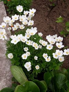 Anemone Sylvestris; Dedițel de pădure
