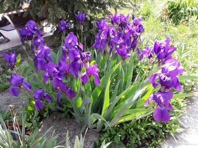 Singura tufă mai mare de anul asta