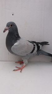 vandut