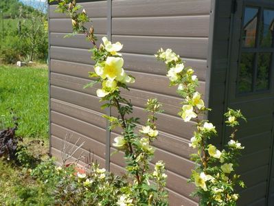 rosa hugonis