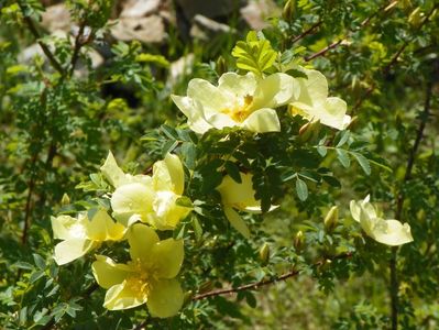 rosa hugonis