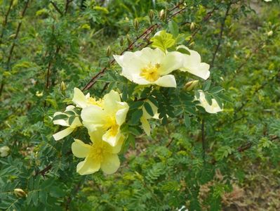 rosa hugonis