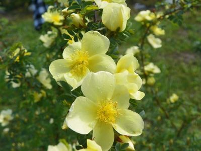 rosa hugonis