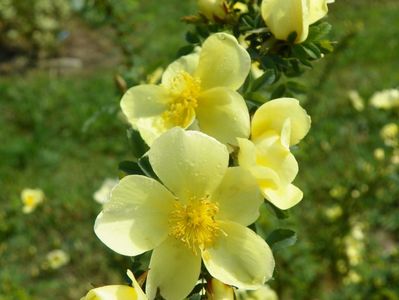 rosa hugonis