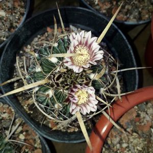 Echinofossulocactus violaciflorus