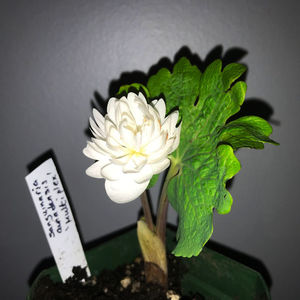 Sanguinaria canadensis f. multiplex 'Plena'; The double-flowered cultivar S. canadensis f. multiplex &#039;Plena&#039; has gained the Royal Horticultural Society&#039;s Award of Garden Merit (Wikipedia)
