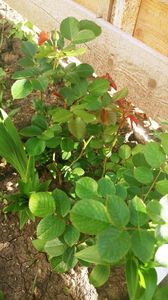 comanda #ziana; Comunicare extraordinara cu aceasta doamna draga! mi-a oferit toate detaliile de care aveam nevoie la cumparare. Toti trandafirii s-au prins si sunt sanatosi si cresc bine. Eu recomand cu toata incred
