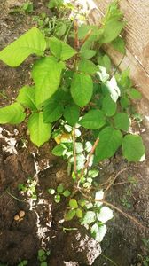 comanda #ziana; Comunicare extraordinara cu aceasta doamna draga! mi-a oferit toate detaliile de care aveam nevoie la cumparare. Toti trandafirii s-au prins si sunt sanatosi si cresc bine. Eu recomand cu toata incred
