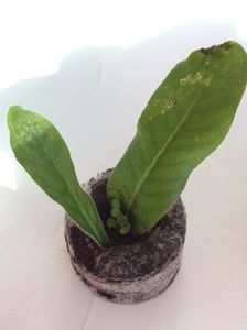 Plantat în 2.04.2019
