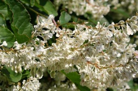 large-Fallopia aubertii