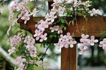 Clematis -Montana Group