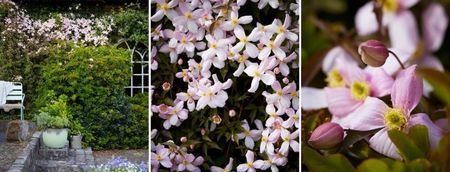 Climbers_Frost Garden Centres