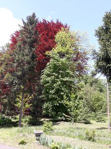 Arborele lalea; în spatele universității există un parc verde, mare cu tot felul de specii de plante și arbori
