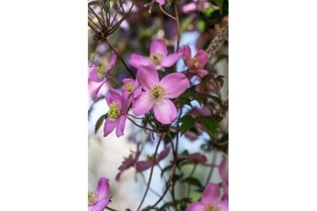 MG_5047-Clematis-montana-group-Veitchv2-6454894