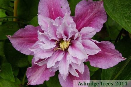 clematis-piilu_843_5