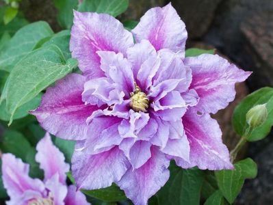 clematis-piilu_1024x1024