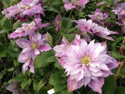 Piilu clematis -4