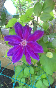 valynedelcu@yahoo.com Clematis 0019; Clematis Wildfire ... primul an ... 13.05.2019
