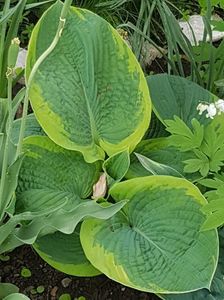 Hosta Christmas Tree, cu niste frunze uriase