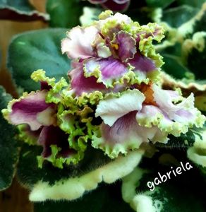 Spring Dancer Sport epuizat