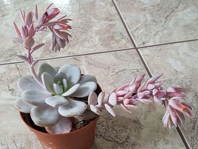 Echeveria Laui-pierduta