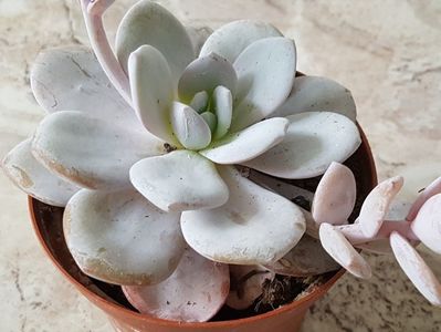 Echeveria Laui-pierduta 17.07.2019