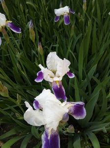 Iris