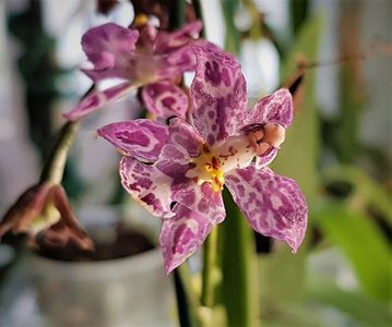 Kolibri (Cyrtocidium Hummingbird)